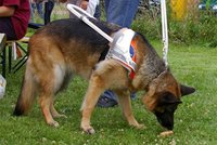 Schnuppernder Blindenhund mit Führungsgestell