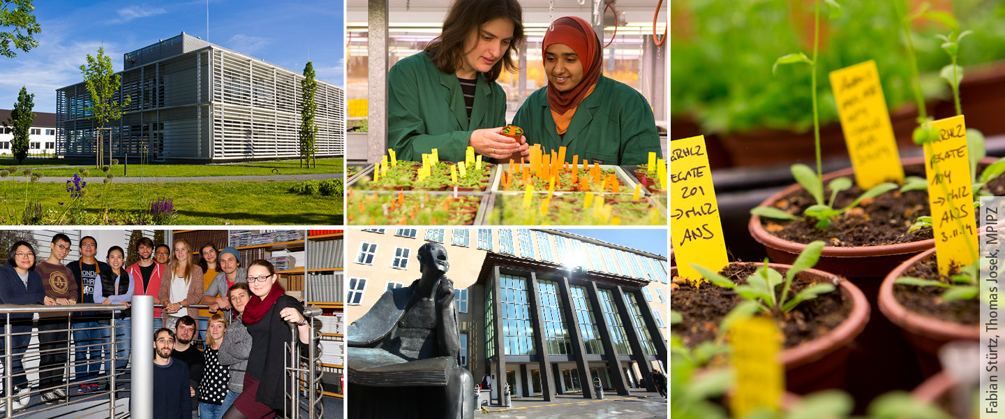 Photo collage: Plants and reseachers; Main entrance of university; Research group and building MPI for Plant Breeding