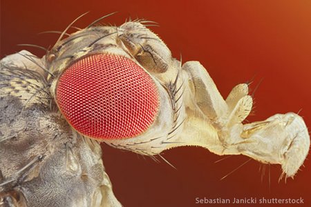 Vergrößerter Kopf einer Fliege