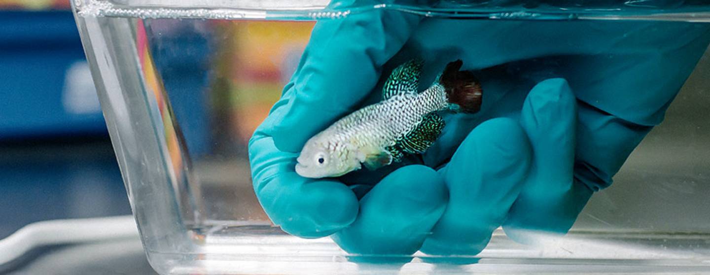 Ein Fisch wird von einer Hand in ein Aquarium gesetzt.