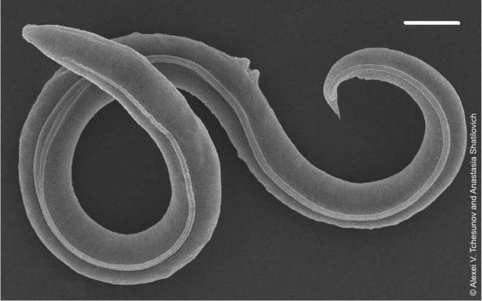Genome analysis of 46,000-year-old roundworm from Siberian permafrost  reveals novel species